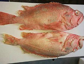 單凍紅魚(yú)