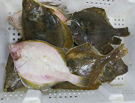鰈魚(yú)2