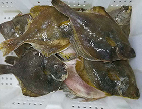 鰈魚(yú)
