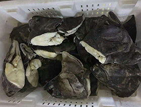 格棱蘭魚(yú)頭