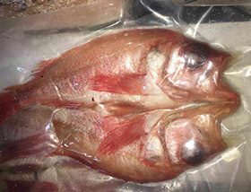 開(kāi)背紅魚(yú)